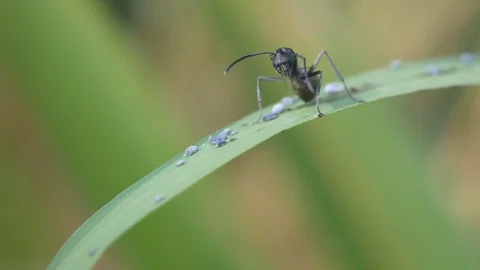 Ant cleaning its legs Stock Footage 82311122
