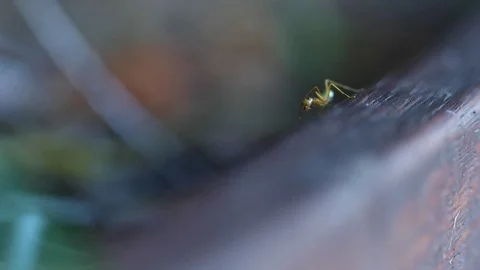 An ant cleaning up its mouth using its leg Vídeo Stock 82771113