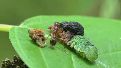 Ant cleaning itself after biting off part of dead caterpillar in slow motion 스톡 동영상 345073312