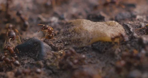 Ant Cleaning Itself Stock Footage 130761598