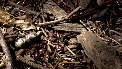 Ant Cleans Himself In Extreme Close Up Stock Footage 222507598