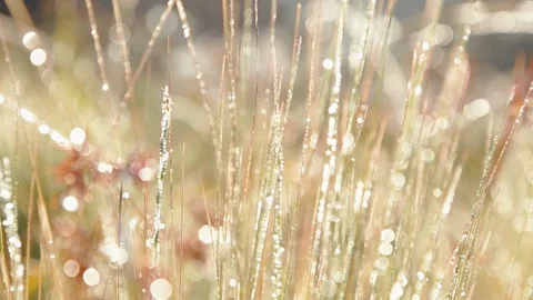 The ant climb leaf Stock Footage 280107970