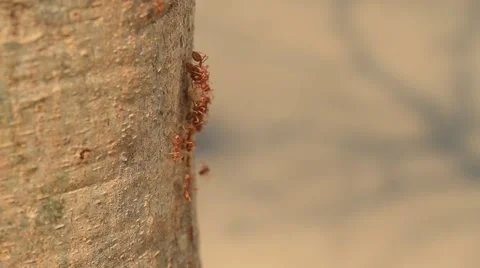 Ant to climb a tree, background 스톡 동영상 55423179