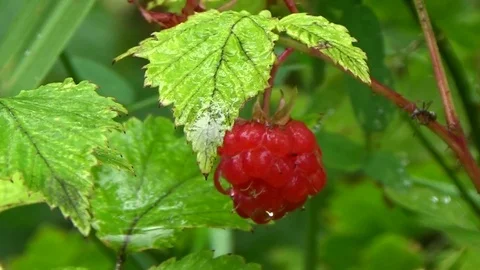 The ant climbed on to the raspberry Bush Stock Footage 80987449
