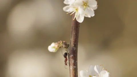 Ant climbing down blackthorn blossom stem, macro. 4K 60fps. Stock Footage 334348603