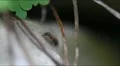 Ant climbing extreme macro 7013 HD Footage