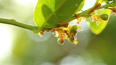 Ant climbing on kaffir lime tree , Chiangmai Thailand Stock Footage 104274741