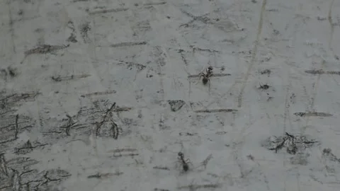 Ant climbing Silver Birch tree bark Видео 300275271