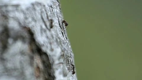 Ant climbing Silver Birch tree bark Видео 300275517