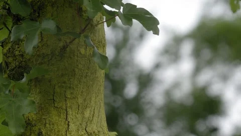 Ant Climbing Up Tree Trunk Macro Vidéo 334857775