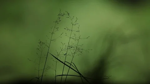 The ant climbs up a blade of grass Stock-Footage 84333556
