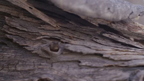 An ant climbs a fallen tree trunk in slow motion Stock Footage 91708966