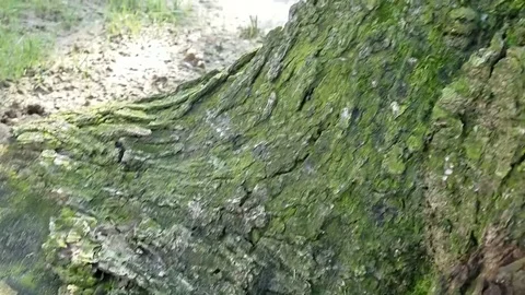 Ant Climbs Tree Stock Footage 81185379