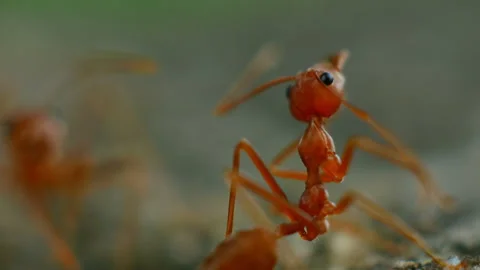 Ant close up extreme macro Stock Footage 236746876
