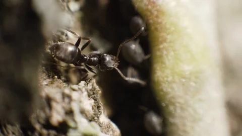 Ant close up Stock Footage 106278286