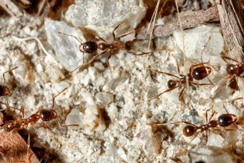 The ant is close-up. Stock Photos