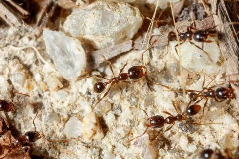 The ant is close-up. Stock Photos