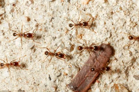 The ant is close-up. Stock Photos