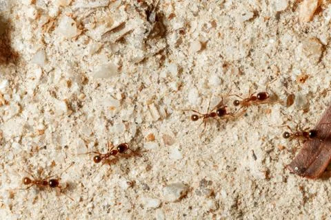 The ant is close-up. Stock Photos