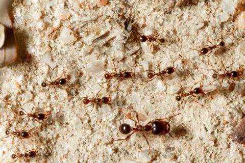 The ant is close-up. Stock Photos