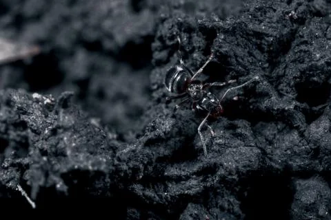 The ant is close-up. Stock Photos