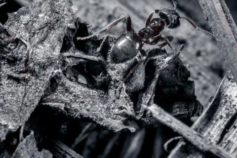 The ant is close-up. Foto stock