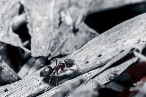 The ant is close-up. Stock Photos