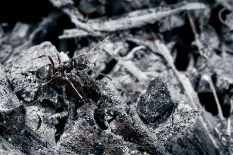 The ant is close-up. Stock Photos