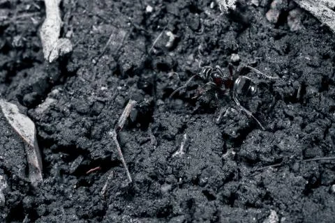 The ant is close-up. Foto stock
