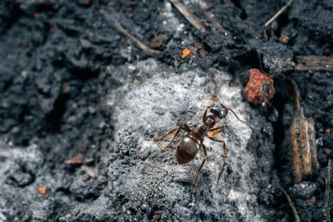 The ant is close-up. Stock Photos