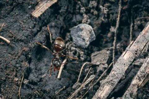 The ant is close-up. Stock Photos