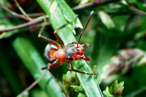 The ant is close-up. Stock Photos