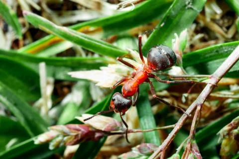 The ant is close-up. Stock Photos