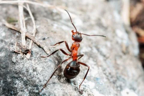 The ant is close-up. Stock Photos
