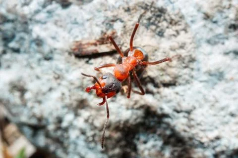 The ant is close-up. Stock Photos