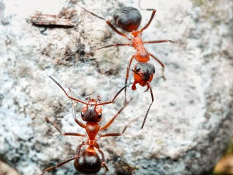 The ant is close-up. Stock Photos