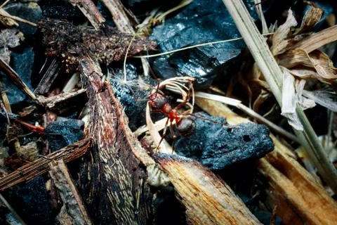 The ant is close-up. Stock Photos