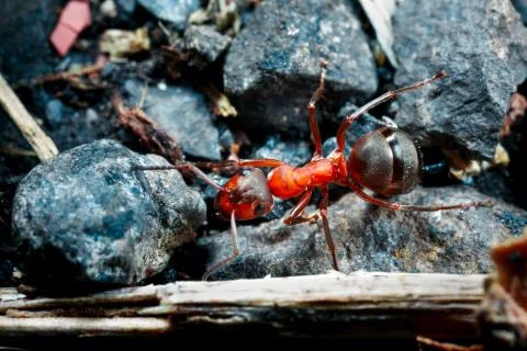 The ant is close-up. Stock Photos