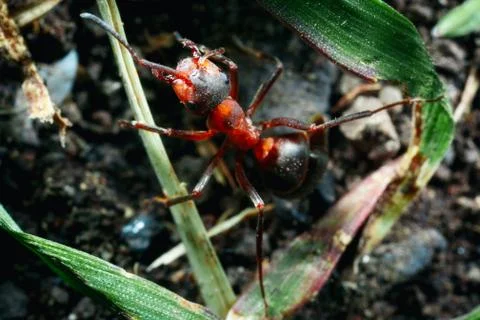 The ant is close-up. Stock Photos