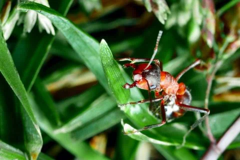 The ant is close-up. Stock Photos
