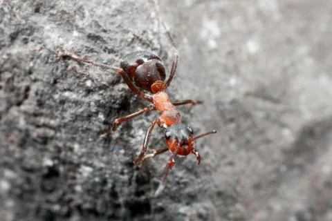The ant is close-up. Stock Photos