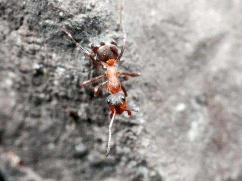 The ant is close-up. Stock Photos