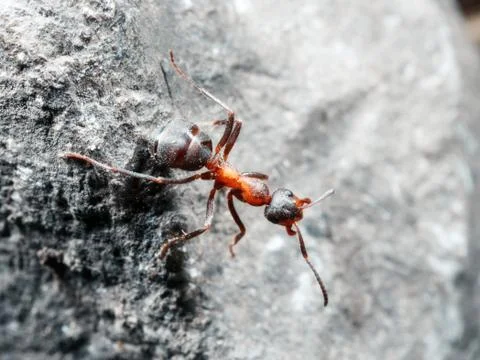 The ant is close-up. Stock Photos