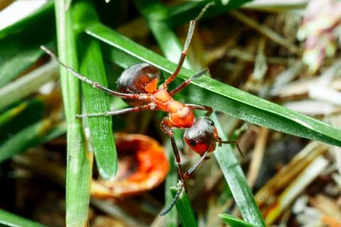 The ant is close-up. Stock Photos