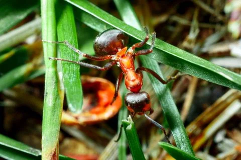 The ant is close-up. Stock Photos