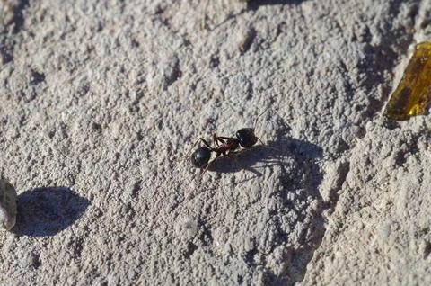 Ant close view from the top Fotos Stock