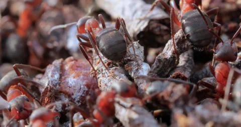 Ant close-up in the wild. Video stock 291529953