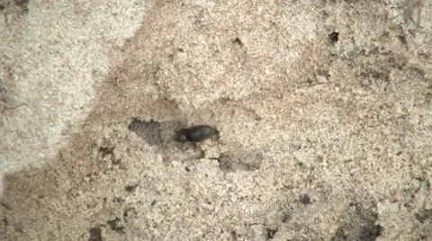 Ant Closeup 스톡 동영상 7751953