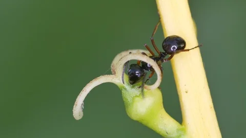 Ant collect nectar from flower Stock Footage 87138686