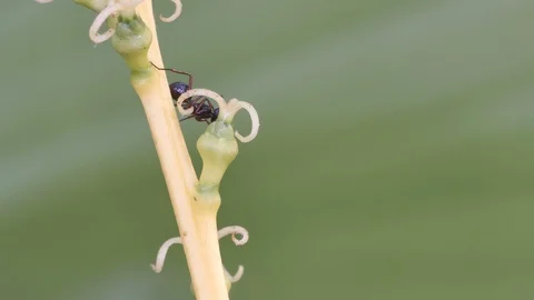 Ant collect nectar from flower Stock Footage 87139283